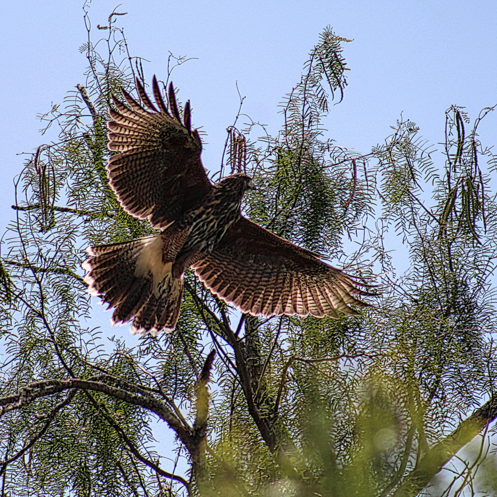 red tailed hawk flying out of mesquite red tailed hawk takes flight out of a mesquite tree