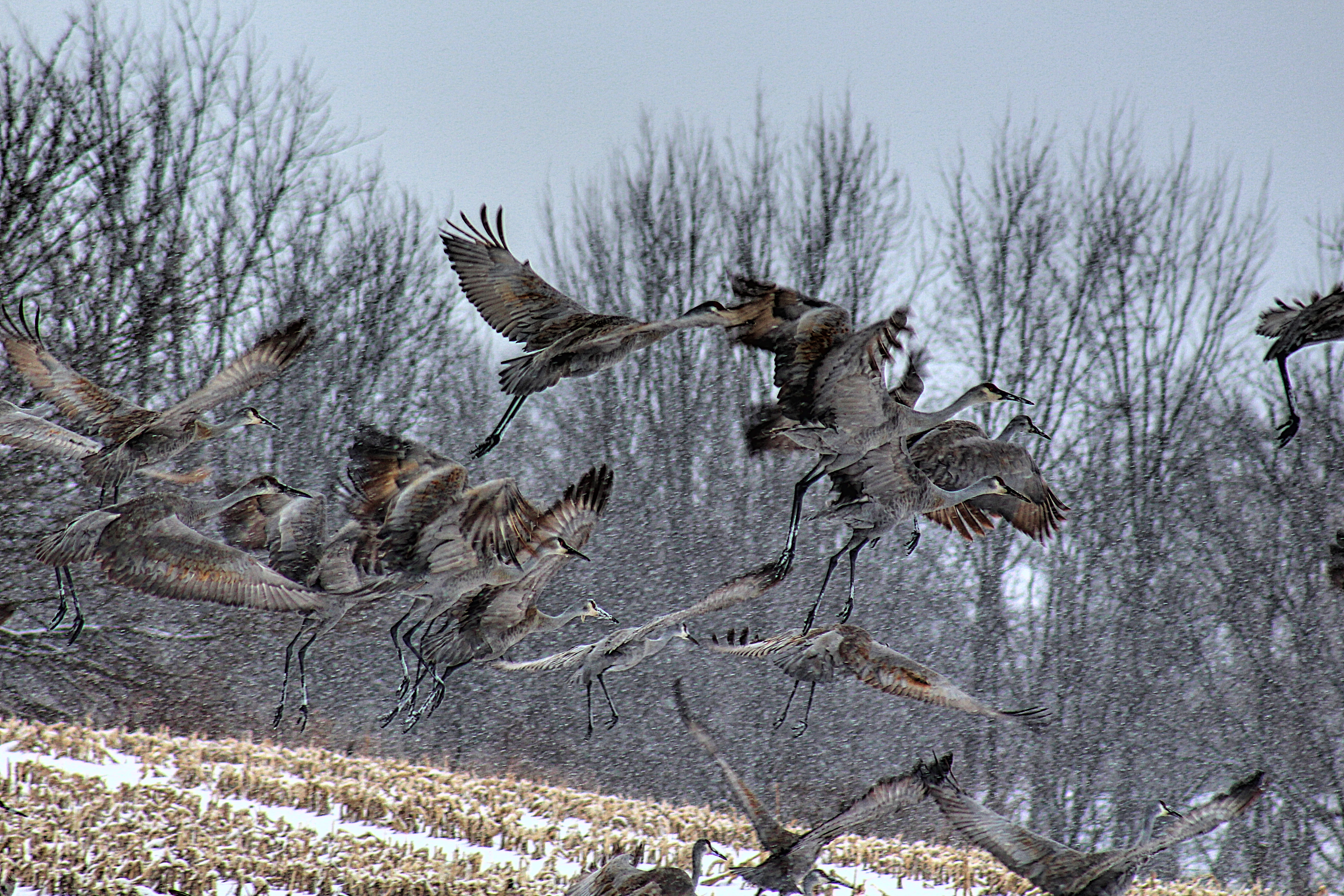A flock of sandhill cranes takes flight out of an old cornfield on a snowy day