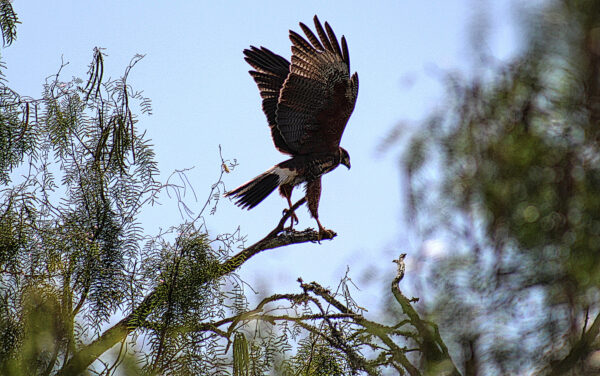 PURCHASE -- harris's hawk ready for takeoff