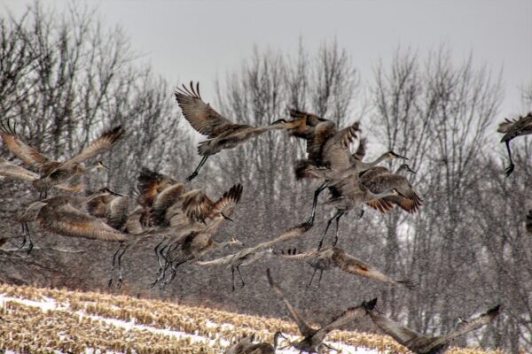 PURCHASE -- sandhill cranes flying in the snow