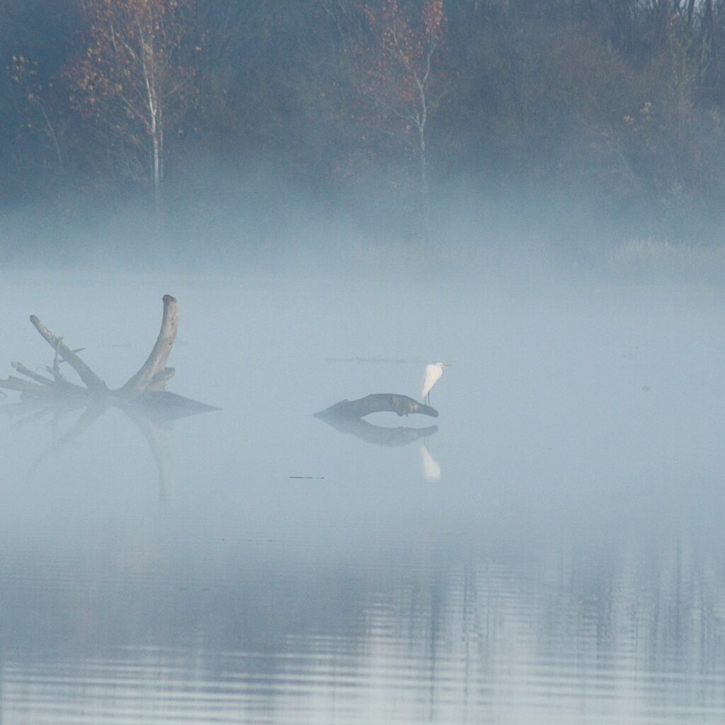 egret on drift wood in morning fog white egret sits on drift wood in morning fog on arkansas river
