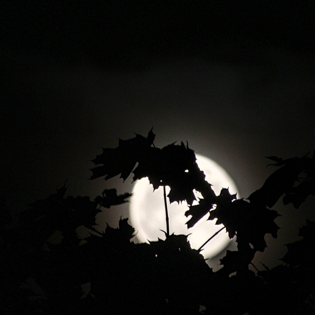 leaves shadows in moon glow white glowing moon shines behind tree leaves