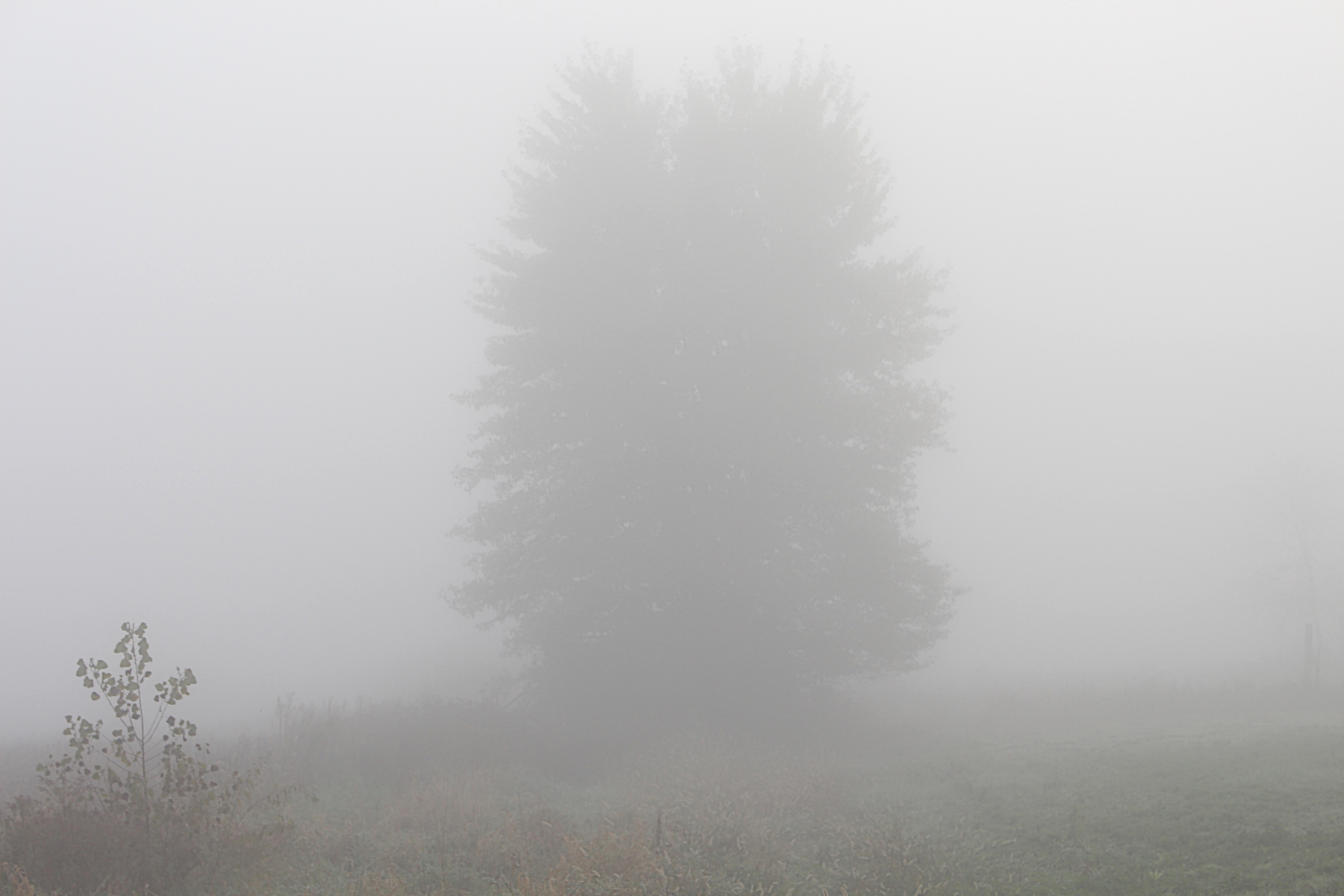 thick fog surrounds one lone tree