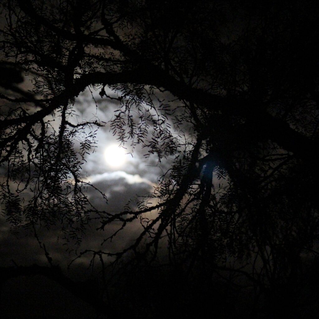 moon kaleidoscope night sky with moon shining through trees looks like a kaleidoscope