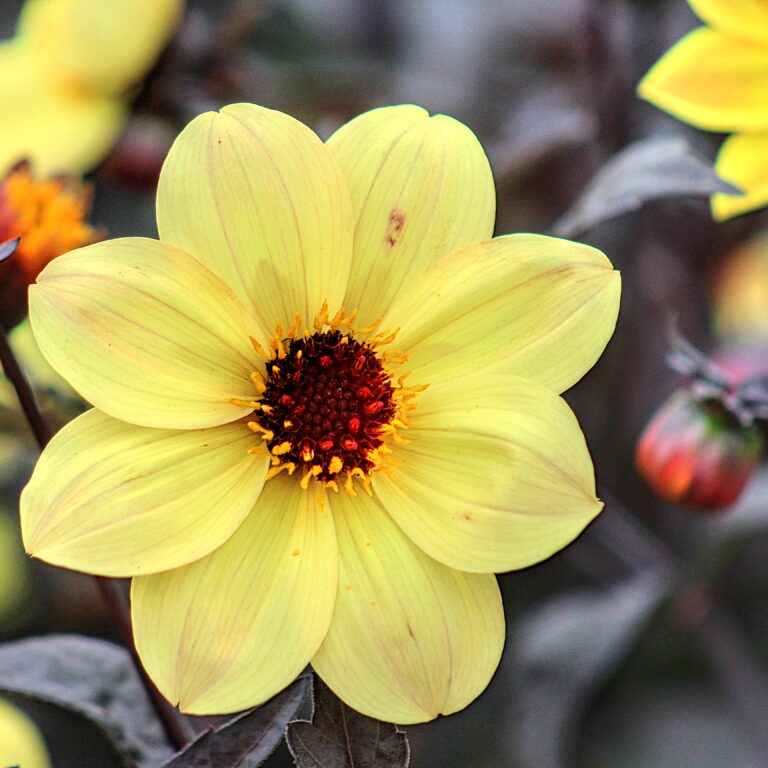 mystic illusion round yellow flower with a bright orangish brown center