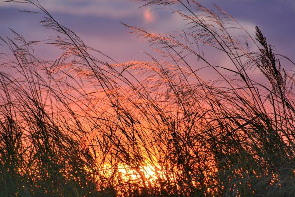 PURCHASE -- october sunset through beach grass