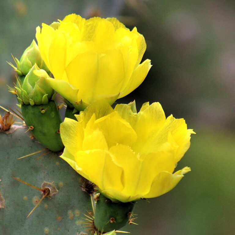 yellow prickly pair flowers texas prickly pair cactus with beautiful yellow flowers
