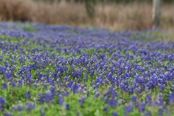PURCHASE -- blue bonnets on the ranch