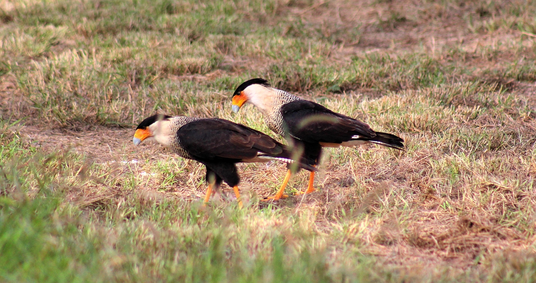 crested caracara pair walk through the dry texas brush