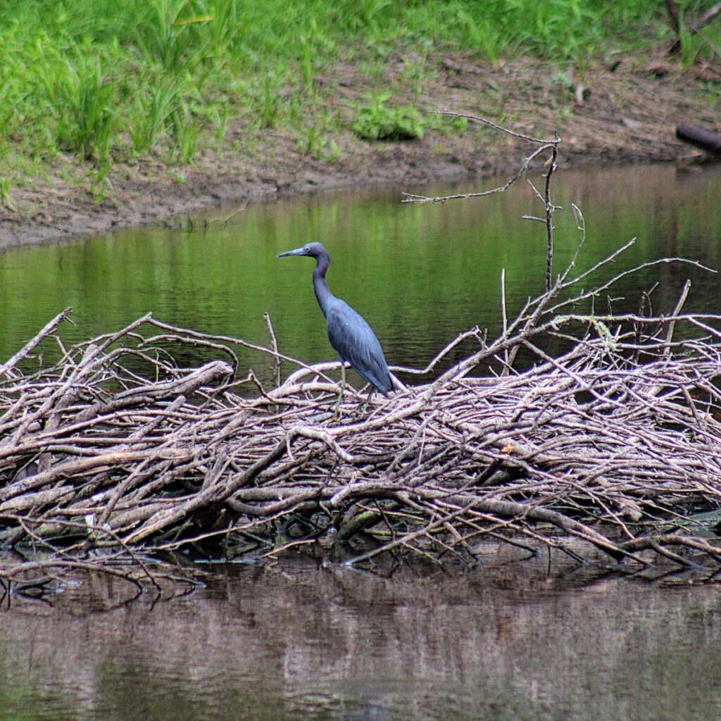 great blue heron texas pond vibrant colored blue heron stands on a pile of brush in a texas pond