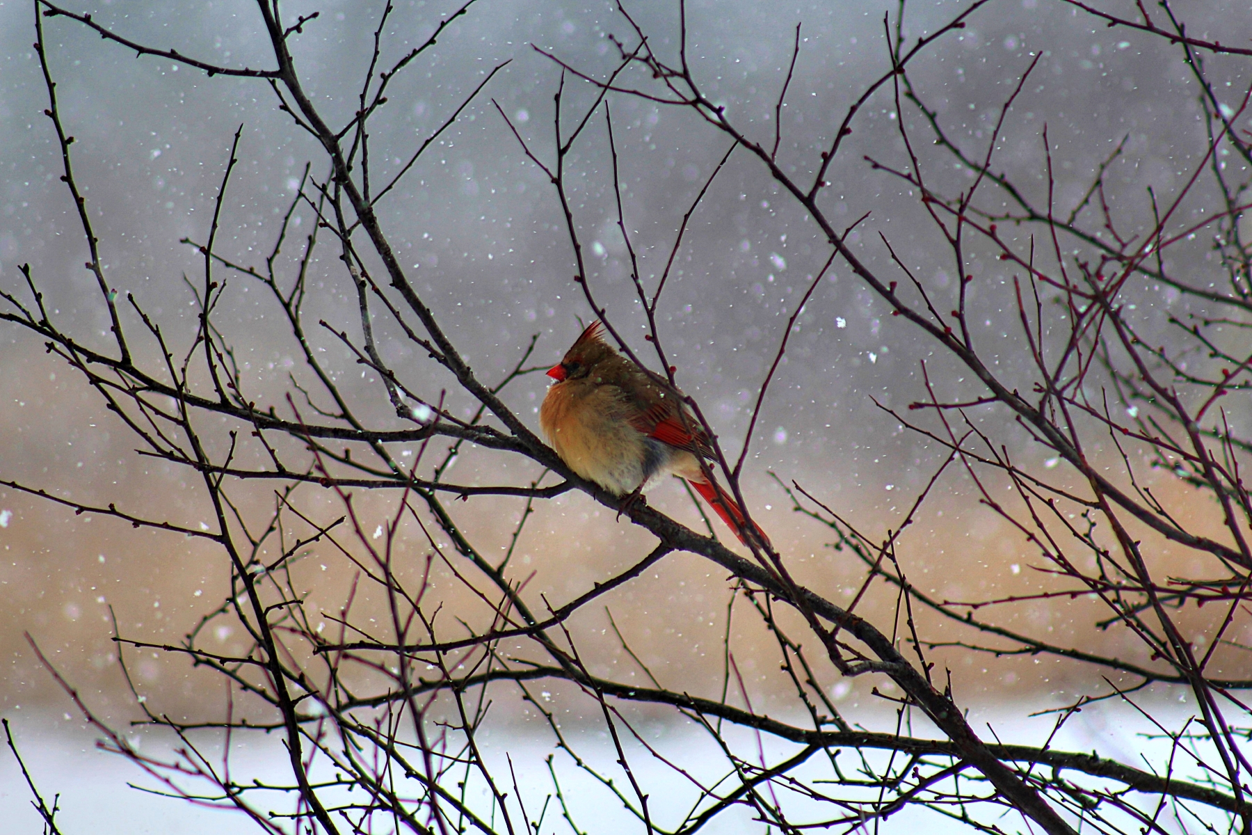 cardinal sitting on a bare bush in winter with snowflakes falling all around