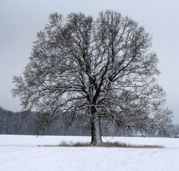 PURCHASE -- winter oak