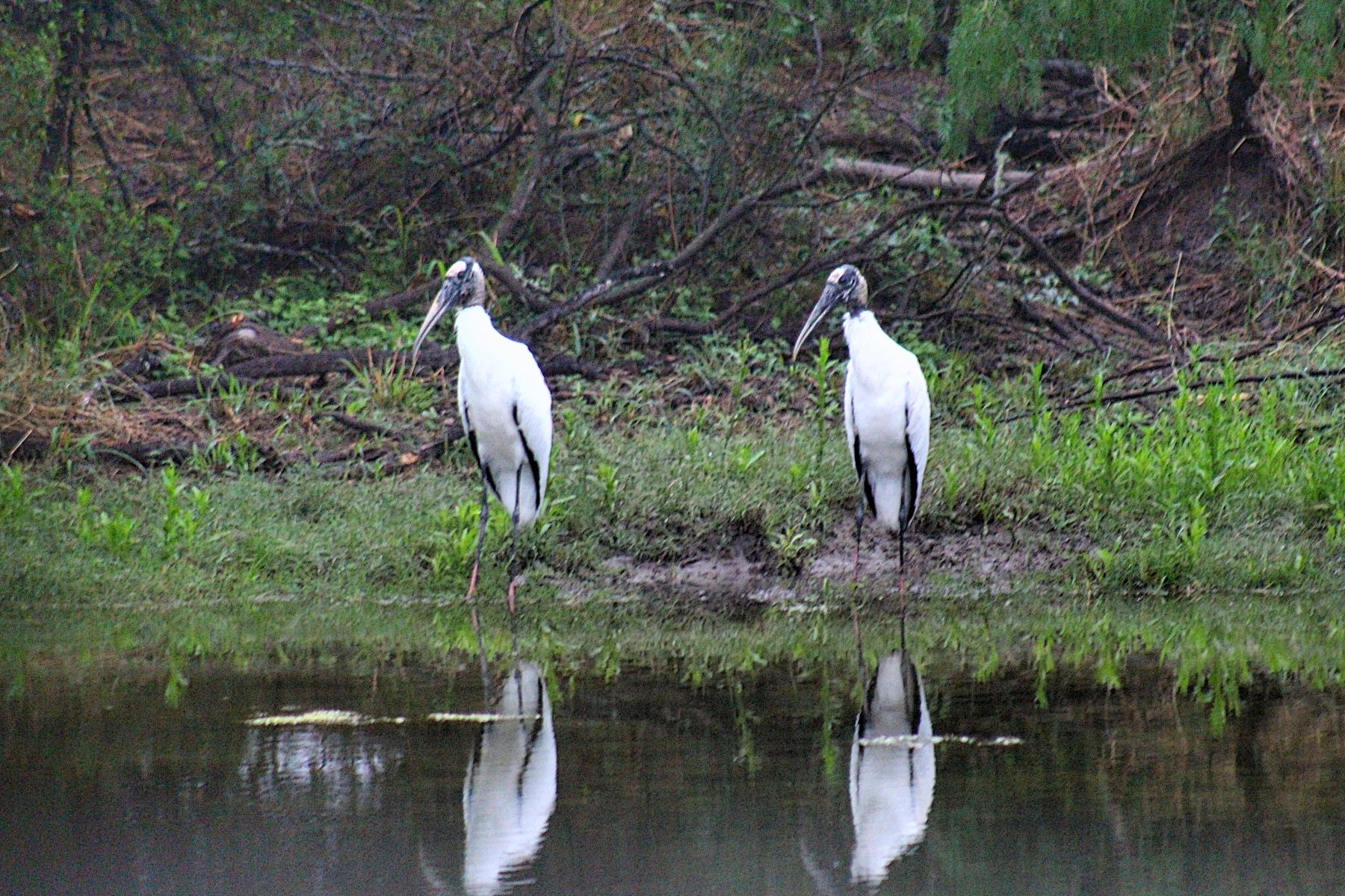 pair of wood storks standing together at a pond