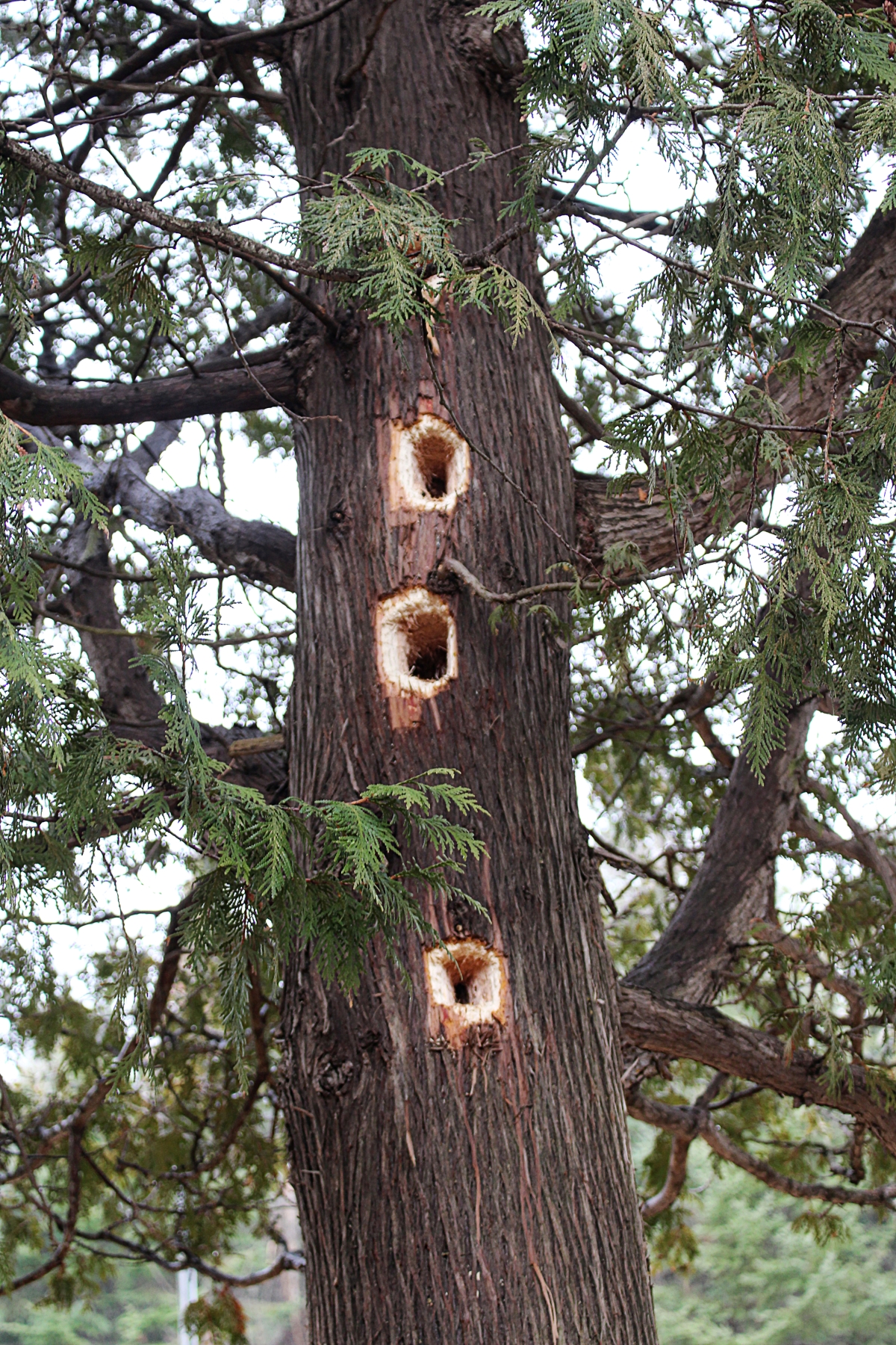 three very large holes drilled out by woodpeckers making a three story woodpecker apartment