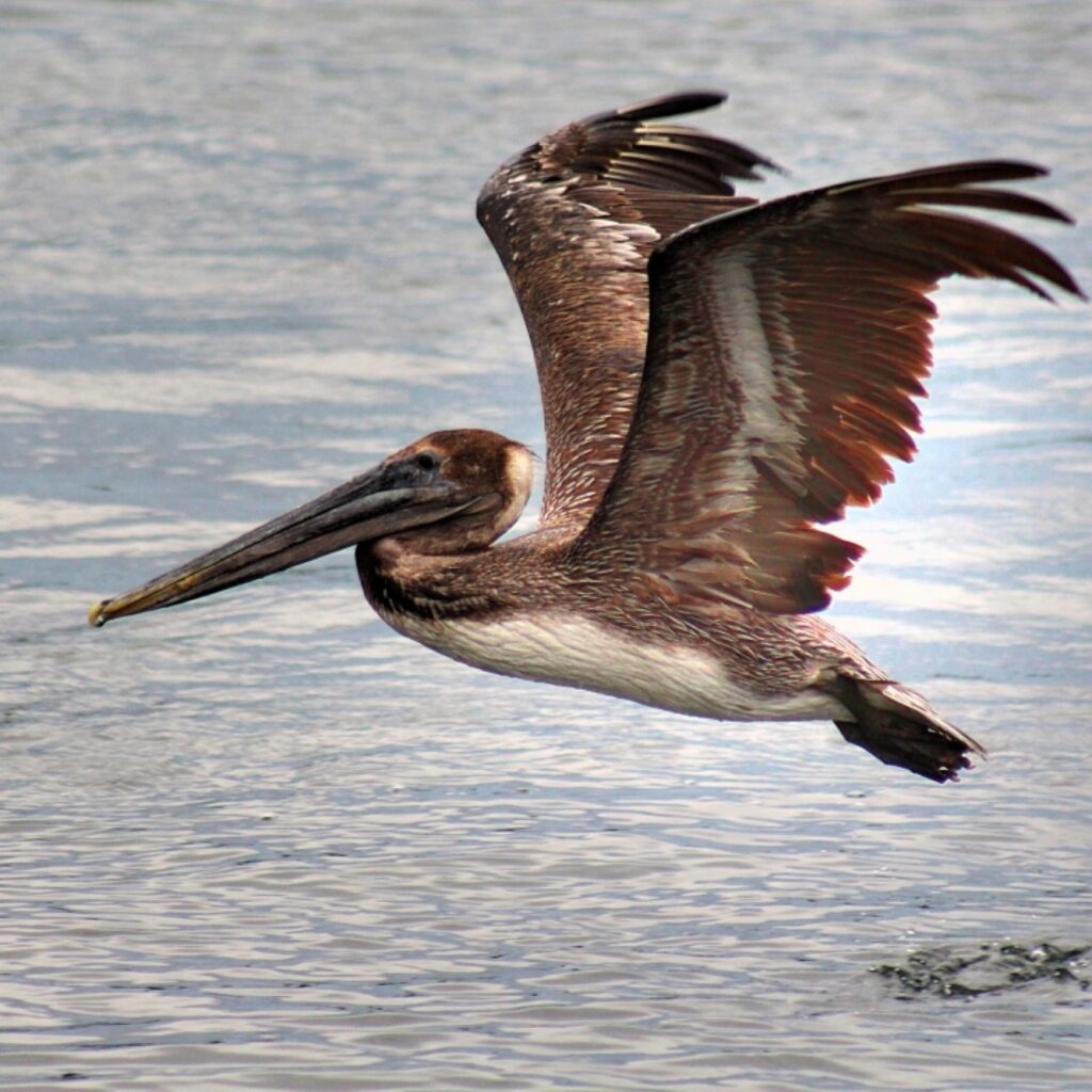 kings bay pelican