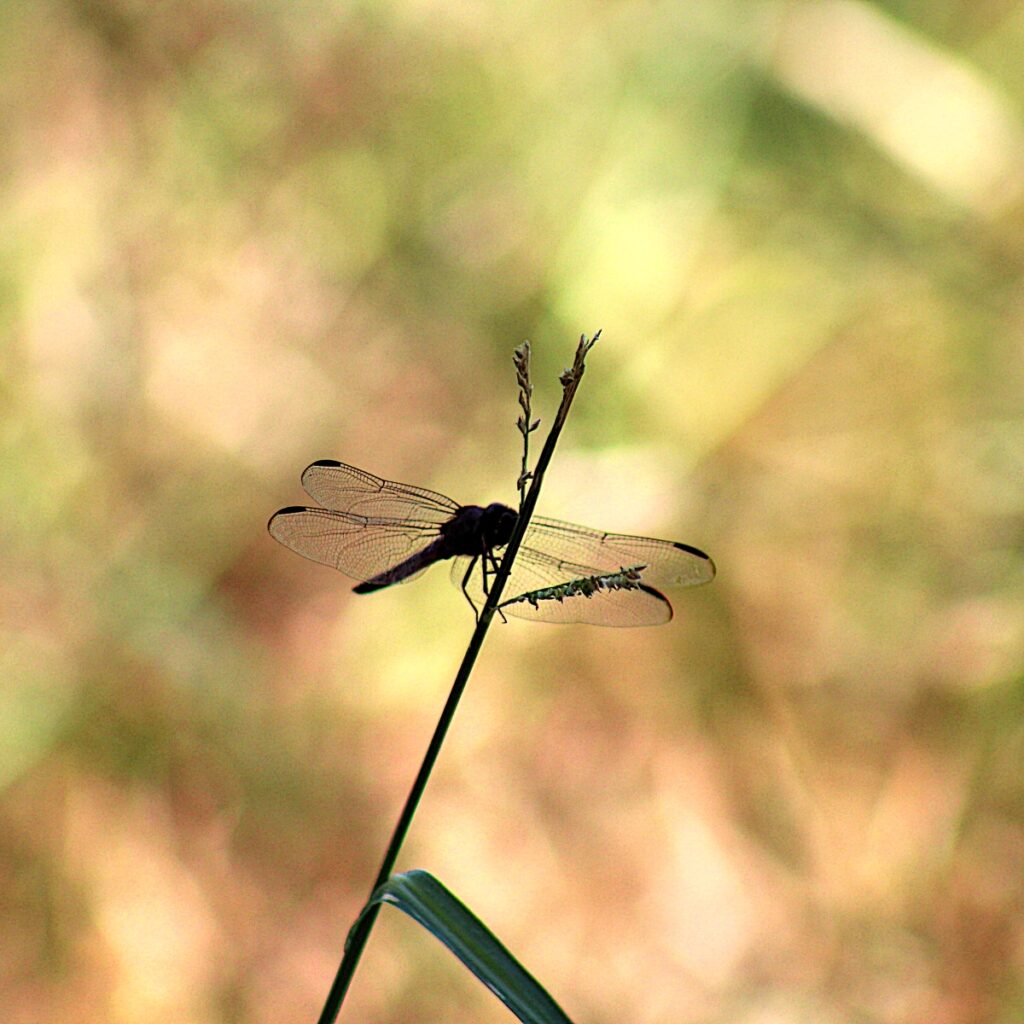 slaty skimmer dragonfly