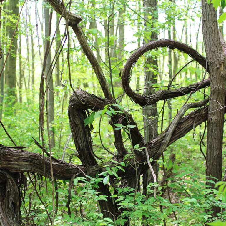 wild grapevine in the forest