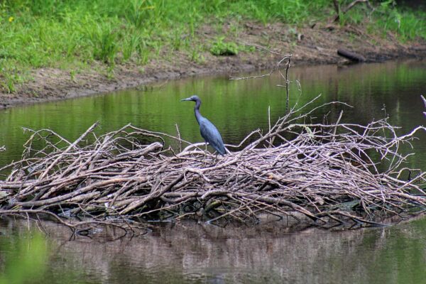 PURCHASE -- great blue heron