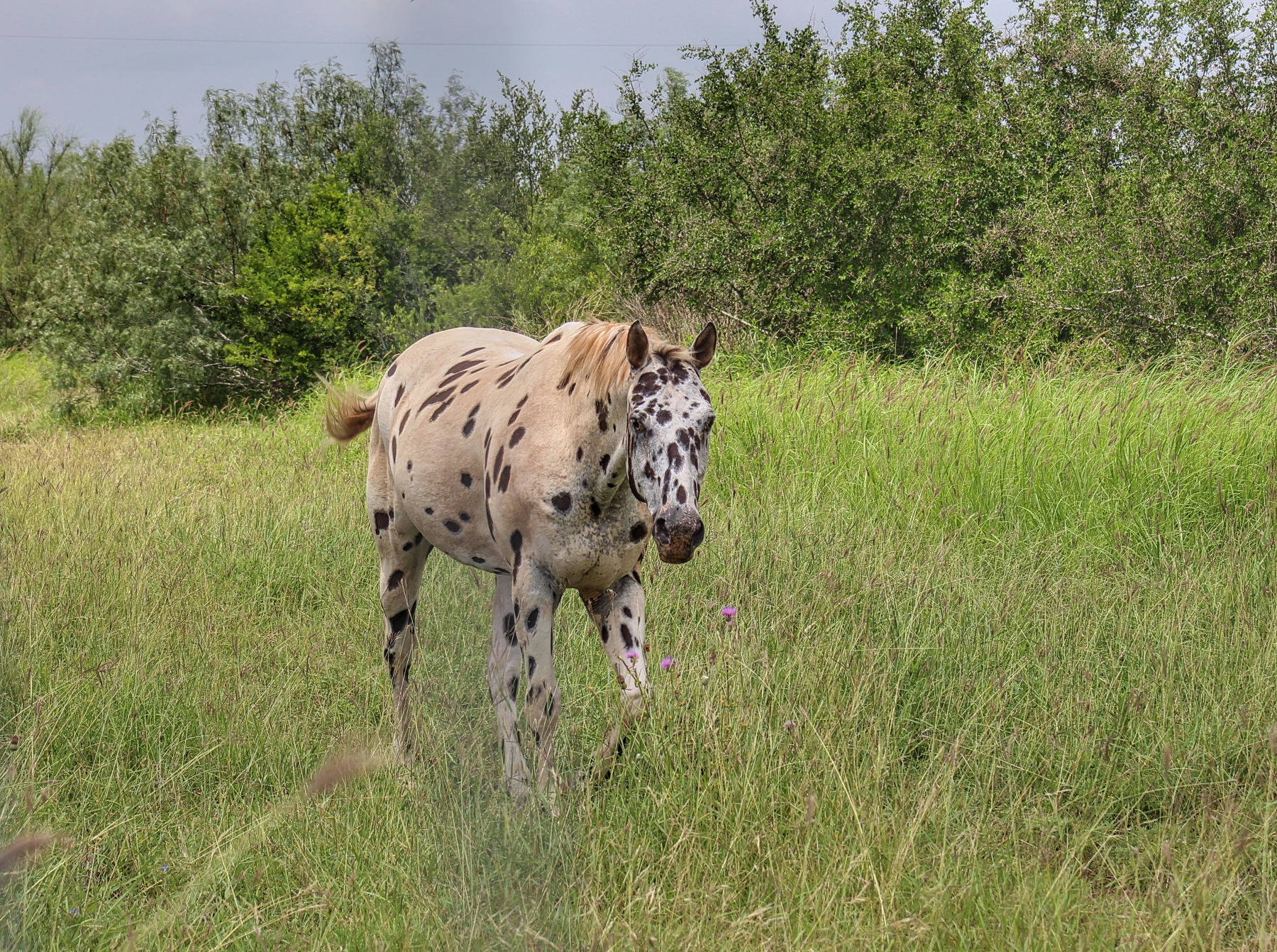 horse walks through a clearing of wild grass