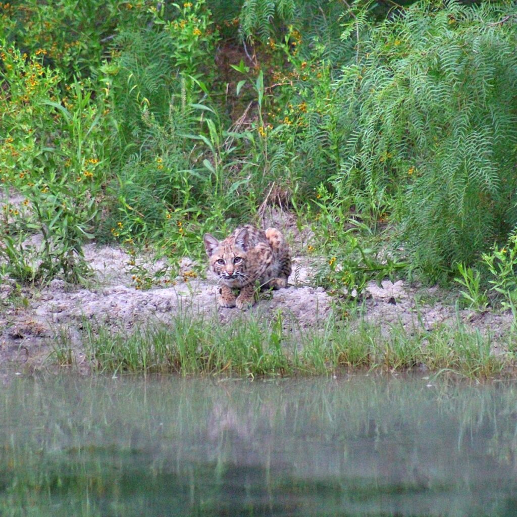 bobcat at the watering hole bobcat crouched down drinking from a pond
