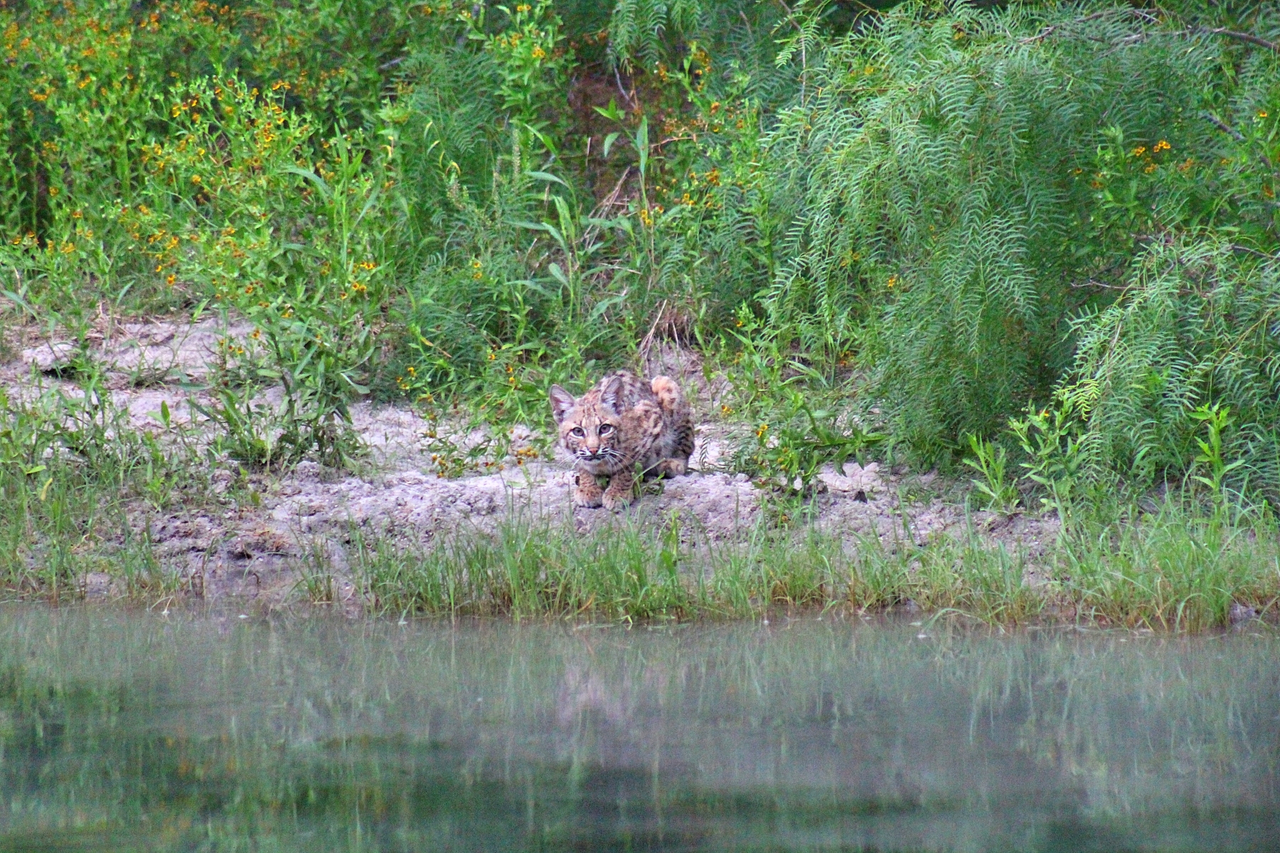 bobcat drinking from a pond realizes it&#039;s been seen