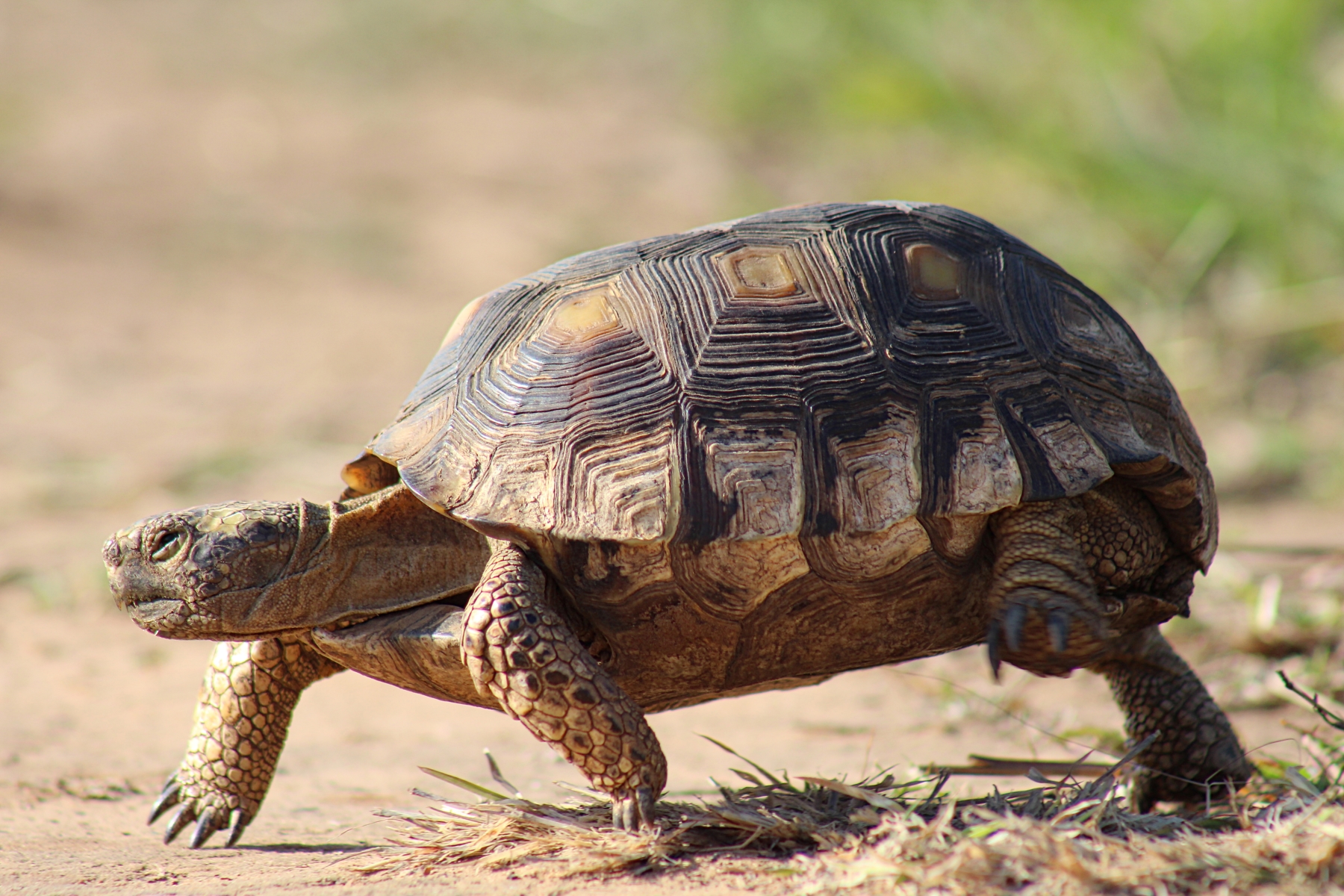 box turtle moves quickly to not be seen running fast with short legs
