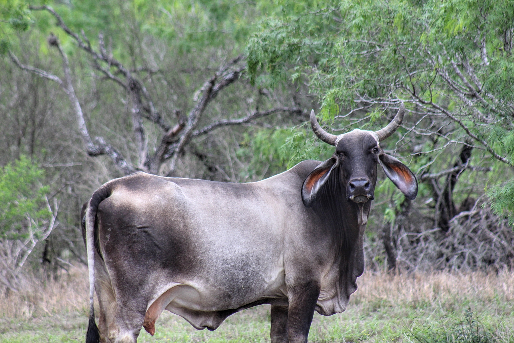 brahman cow stands in the brush country looking at the photographer