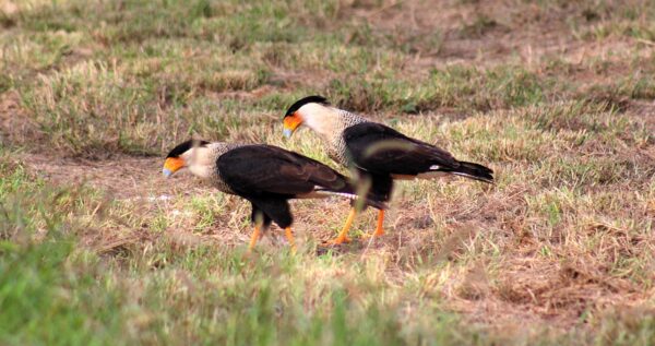 PURCHASE -- crested caracara