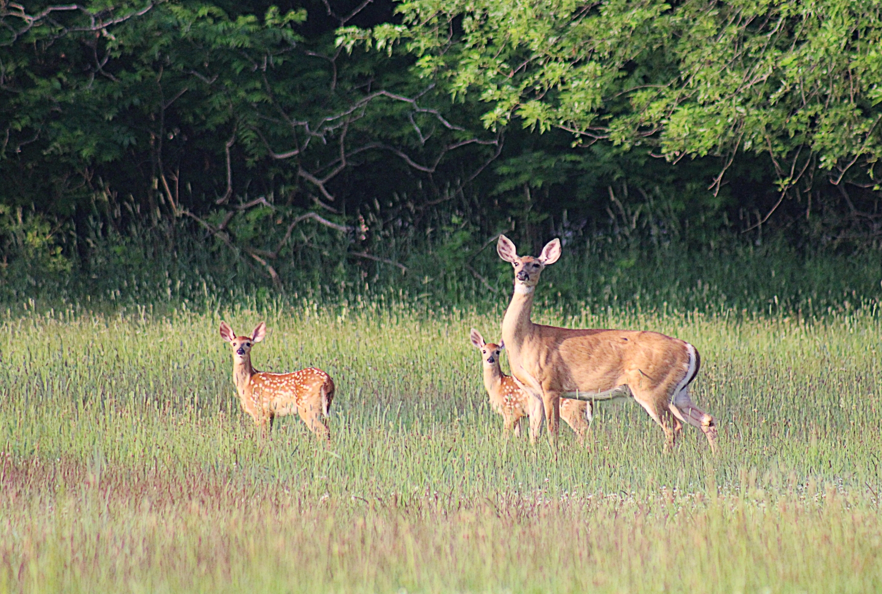 two curious deer fawns stand by their mother in a field