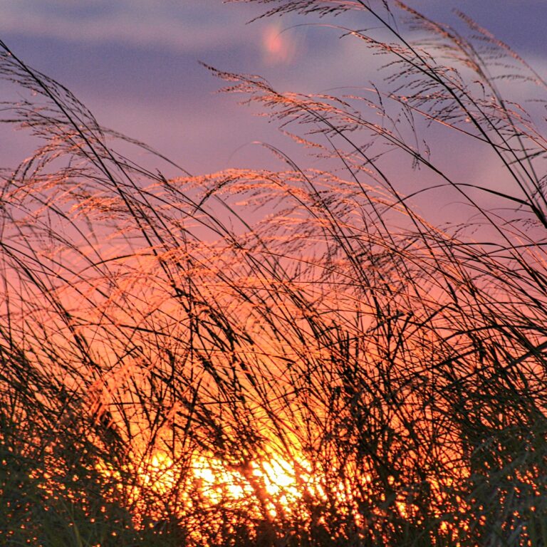 october sunset through beach grass