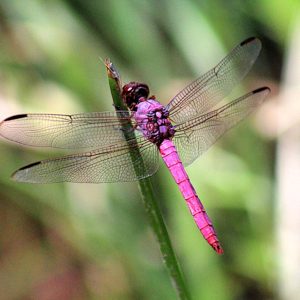 roseate skimmer dragonfly