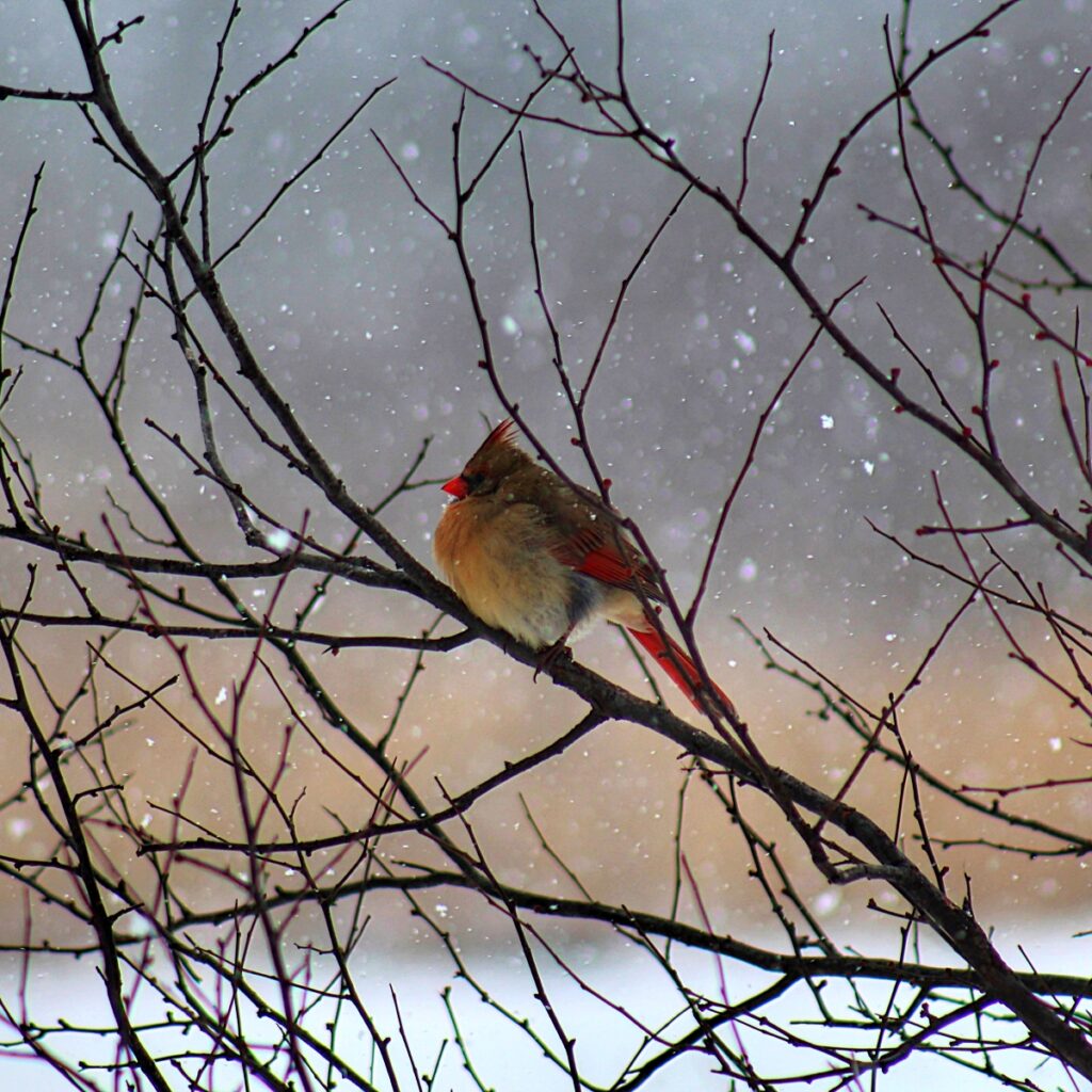 winter cardinal