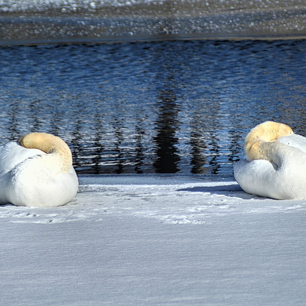 winter swans