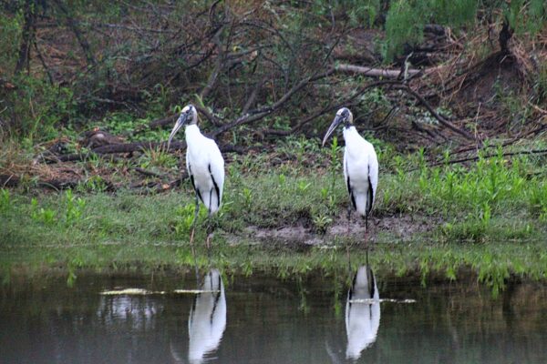 PURCHASE -- wood storks