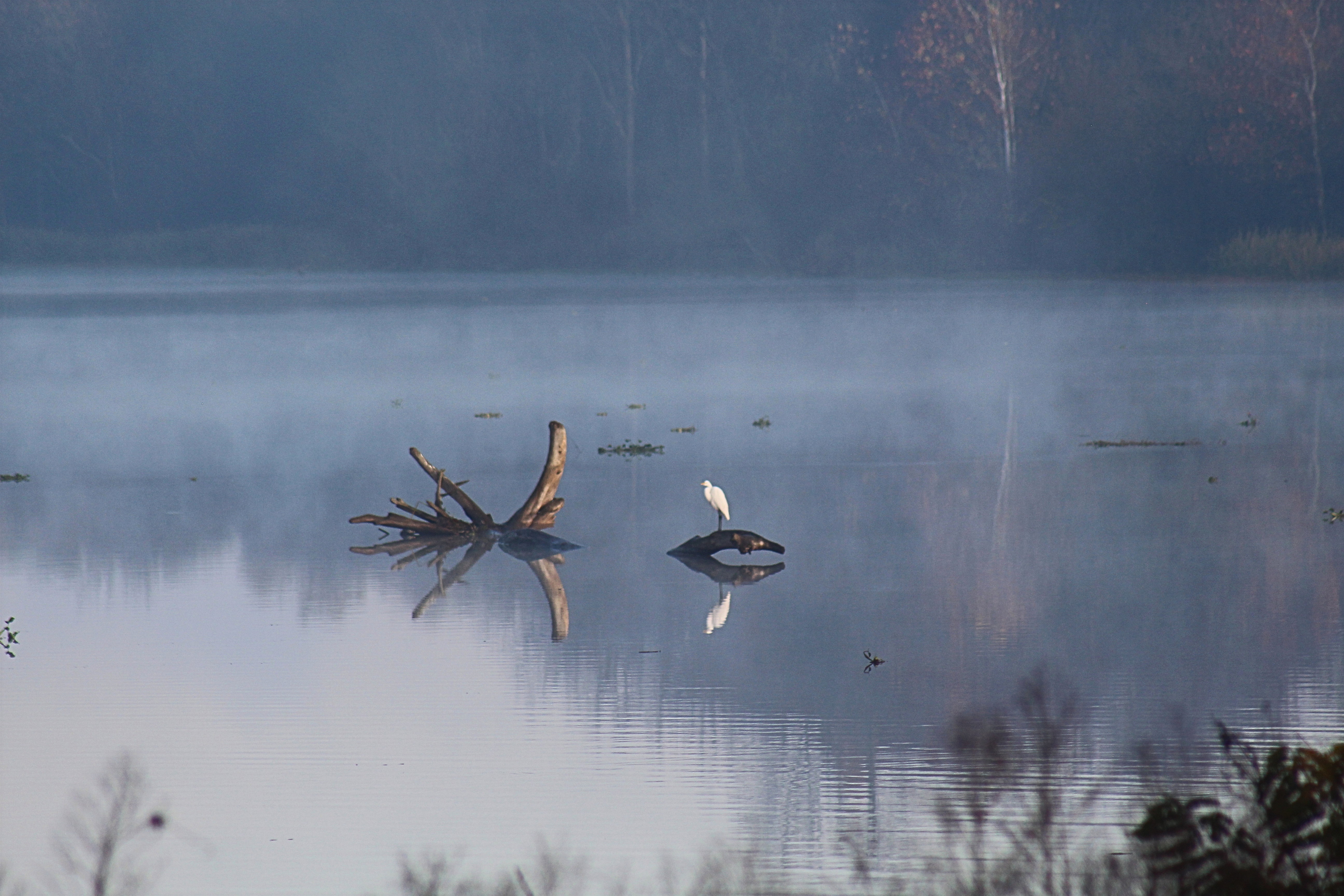 egret foggy arkansas river